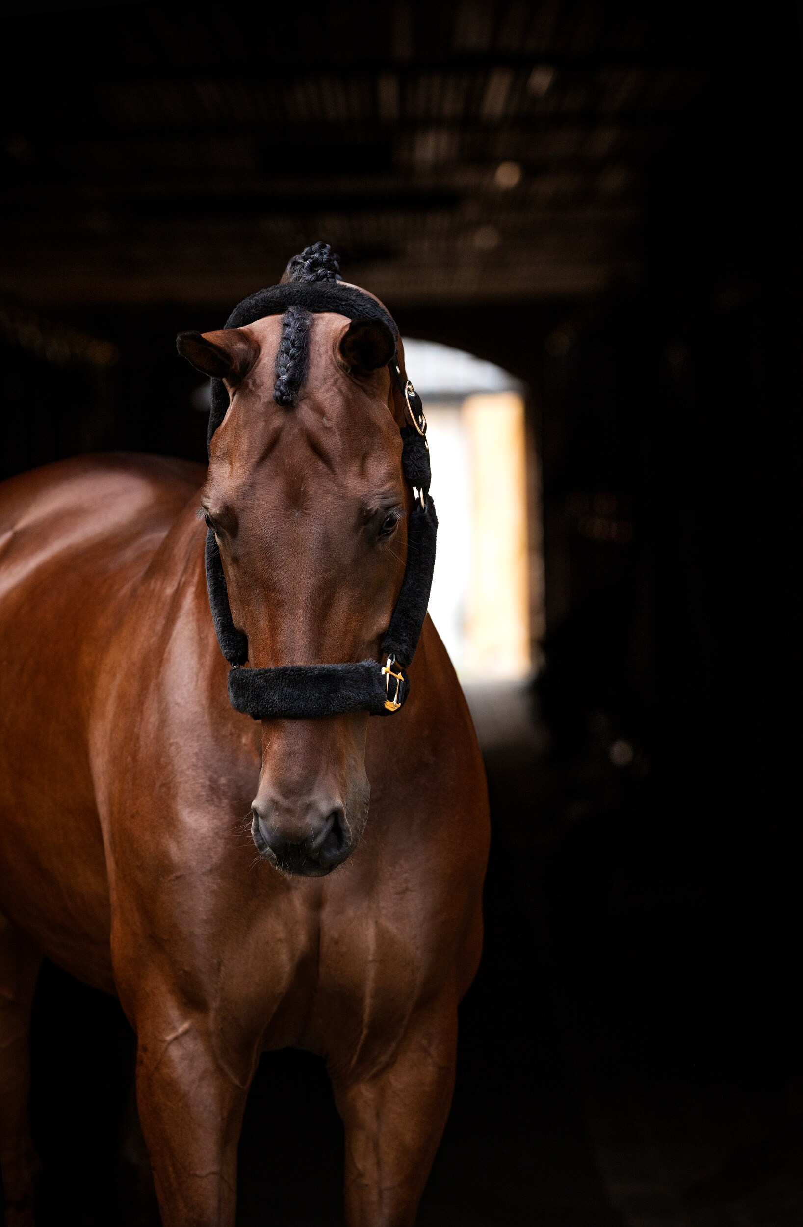 HANSBO, Hs Secure Halter